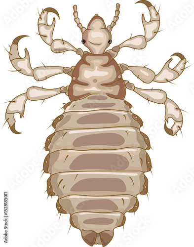 Female head louse (Pediculus humanus) insect isolated on white background