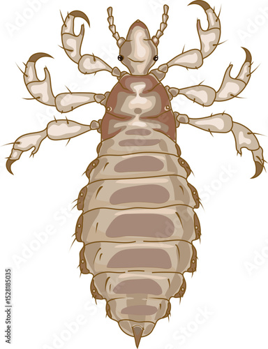 Male head louse (Pediculus humanus) insect isolated on white background