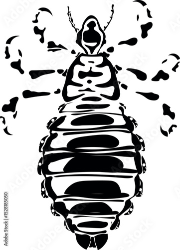 Black stylized silhouette of head louse (Pediculus humanus) insect