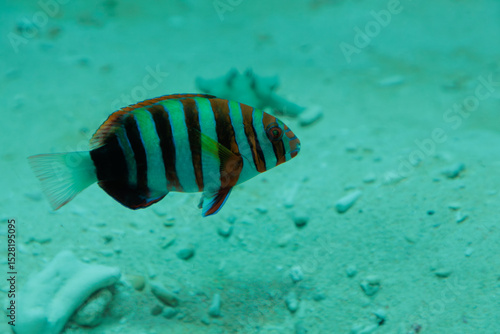 水中を優雅に泳いでいる縞模様が美しい魚