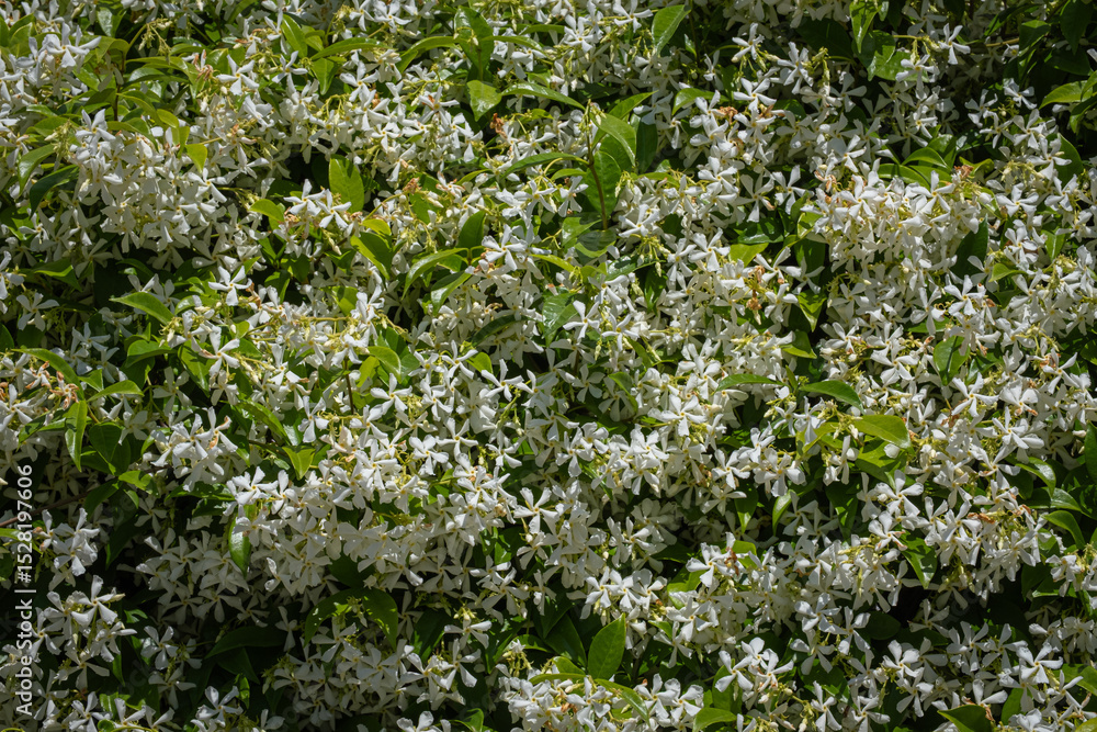 white jasmine flowers, branches and leaves. white jasmine flowers, branches and leaves.