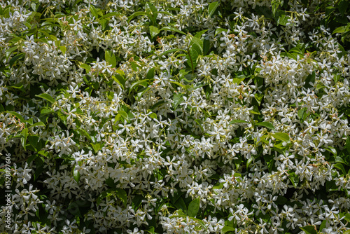 white jasmine flowers, branches and leaves.
