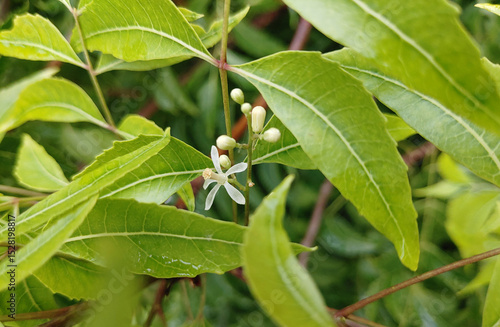 Neem flower hi-res stock photography