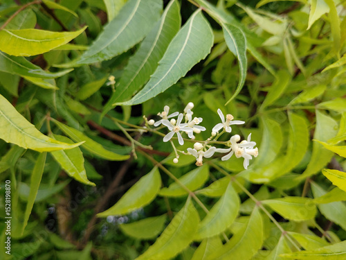 Neem Tree flower stock photo