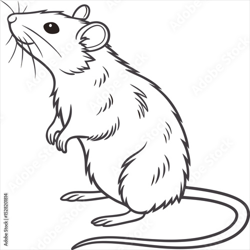 vector illustration of a white rat