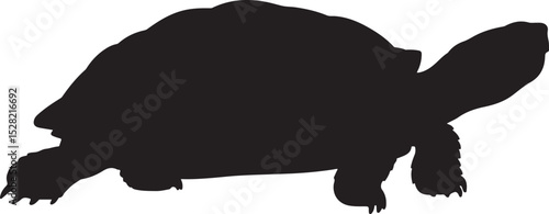 Twelve silhouettes of adorable tortoises and turtles.