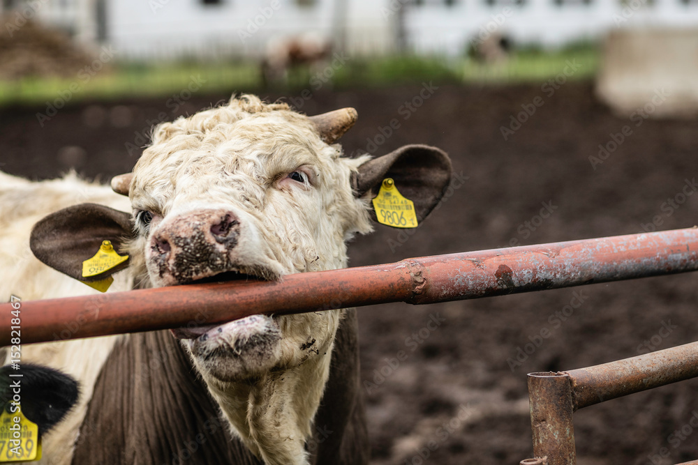 Fototapeta premium Krowy na farmie