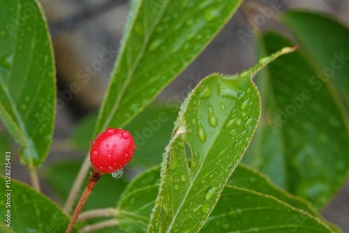 瑞々しい天然のサクランボ