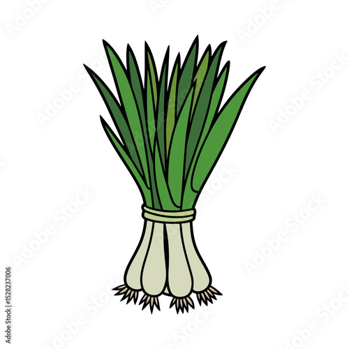 Illustration of a bunch of green onions tied together with visible roots and long green stalks
