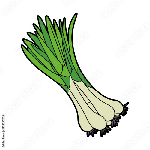 Illustration of a bunch of green onions with long green stalks and white bulbs with dark roots