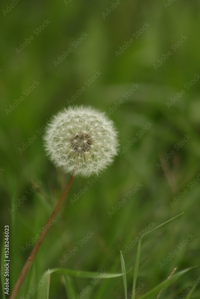 dandelion in the grass dandelion in the grass