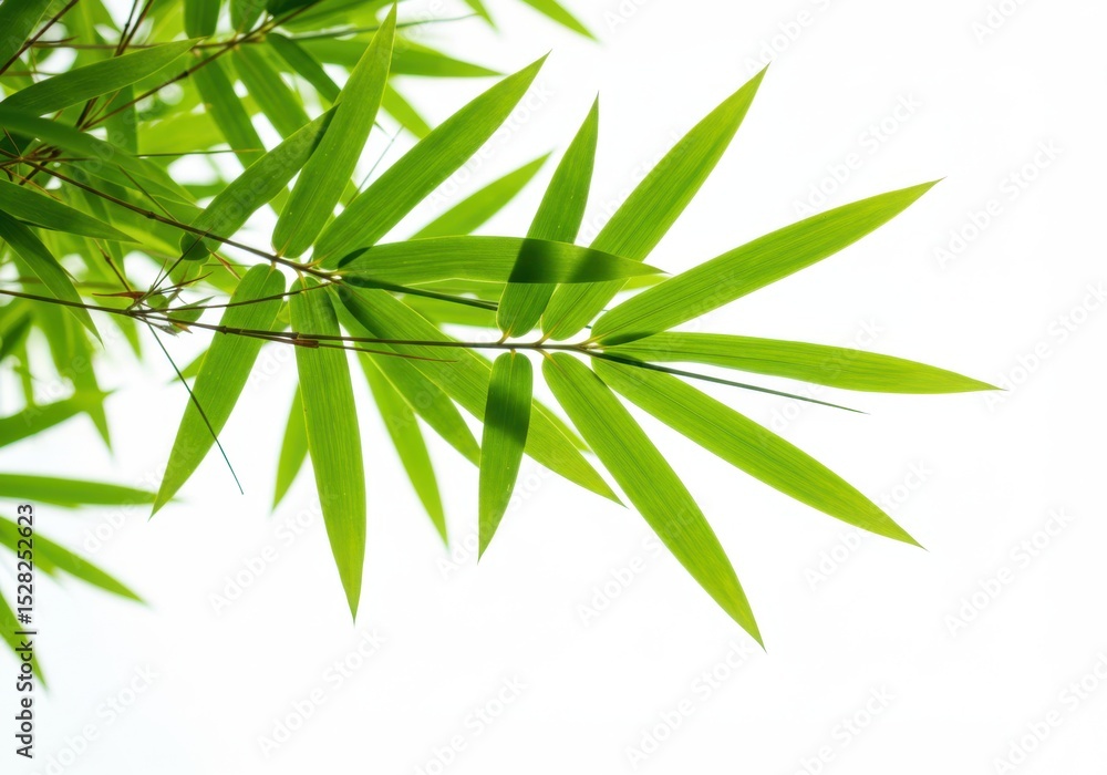 Fototapeta premium Close up view of vibrant green bamboo foliage against a bright white background