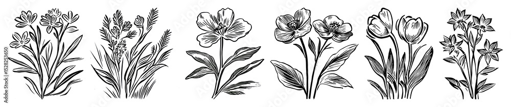 Fototapeta premium PNG Vintage floral botanical illustration, element set on transparent background