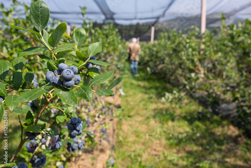 Farmer walking through blueberry field during harvest season