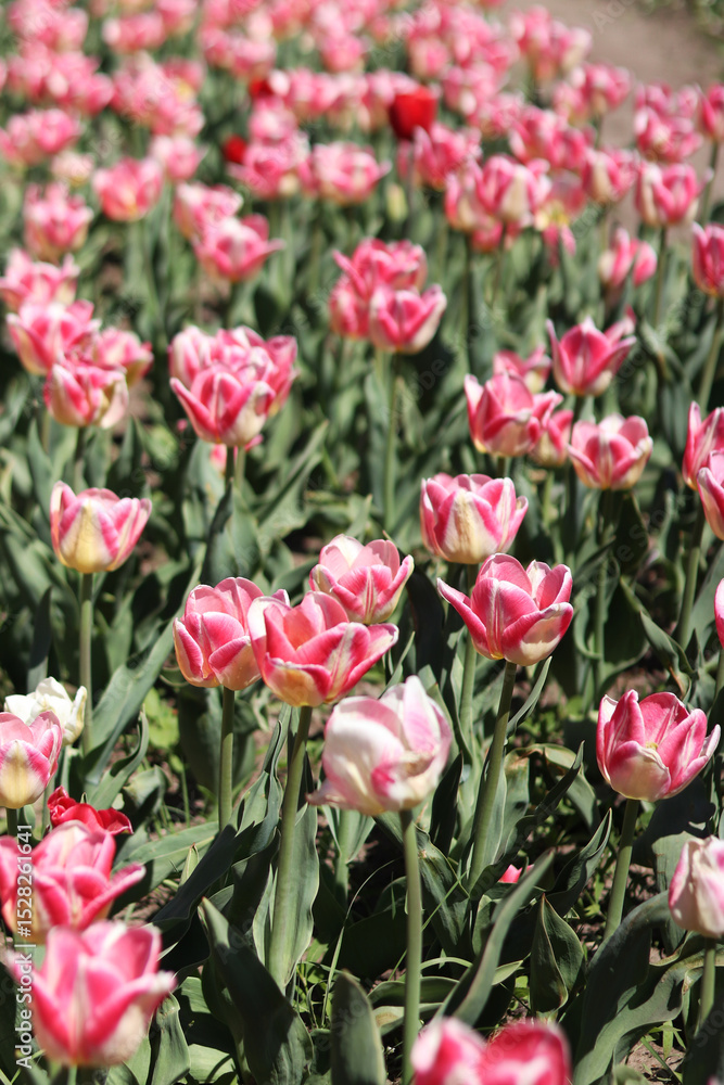 Tulips blooming. Beautiful pink tulips on a sunny day. Natural floral background. Tulip field. Bright flowers in the park Tulips blooming. Beautiful pink tulips on a sunny day. Natural floral background. Tulip field. Bright flowers in the park