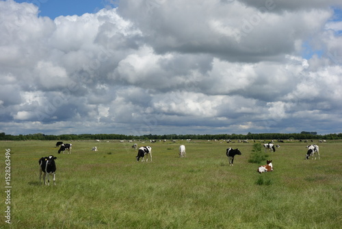 ostfriesische Landschaft mit Wolken und Kühen