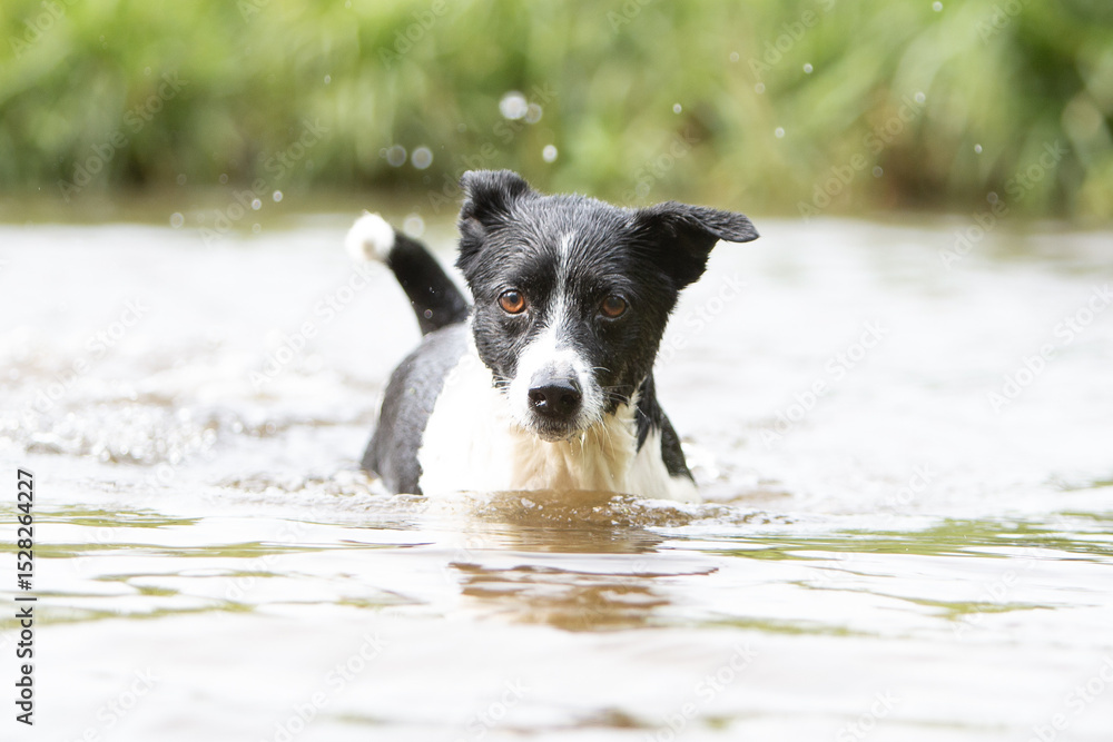 Dogs Playing in the Water Dogs Playing in the Water