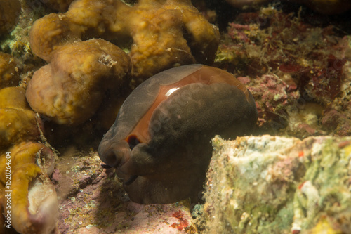 Cowrie, Cowry, Luria lurida, Mollusca, Gastropoda, Cypraeidae, Alghero, Capo Caccia, Sardinia, Italy (Mediterranean sea)..Cipraea