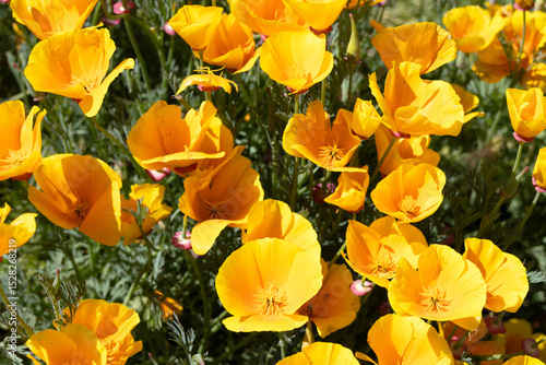 Beautiful garden of Eschscholzia californica in the sun