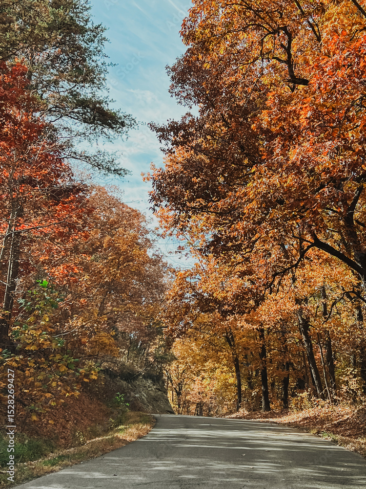 Fototapeta premium Scenic Winding Road Through Vibrant Autumn Forest with Colorful Fall Foliage, Serene Nature Drive Under Bright Blue Sky, Peaceful Landscape of Trees in Peak Fall Colors, Outdoor Travel Concept
