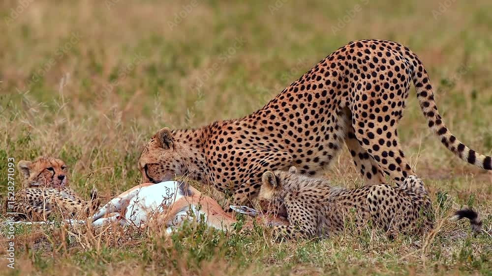 Cheetah And Cubs Eating Prey Antelope In Tanzania Grassland Cheetah And Cubs Eating Prey Antelope In Tanzania Grassland