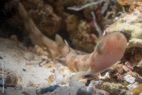 The small-spotted catshark or lesser spotted dogfish, Scyliorhinus canicula, is a cat shark. Alghero, Sardinia, Mediterranean sea