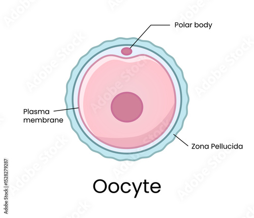 Development of fertilized oocyte