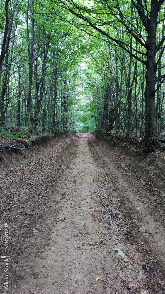 Fototapeta premium path in the woods