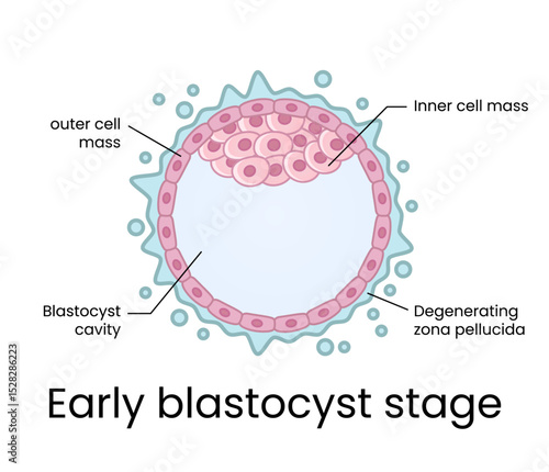 Development of fertilized oocyte - Early blastocyst stage