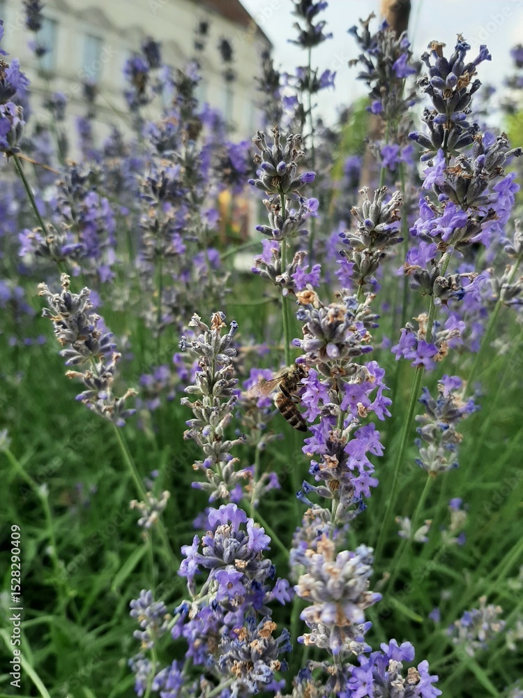 Naklejka premium lavender in the garden flower in garden park 