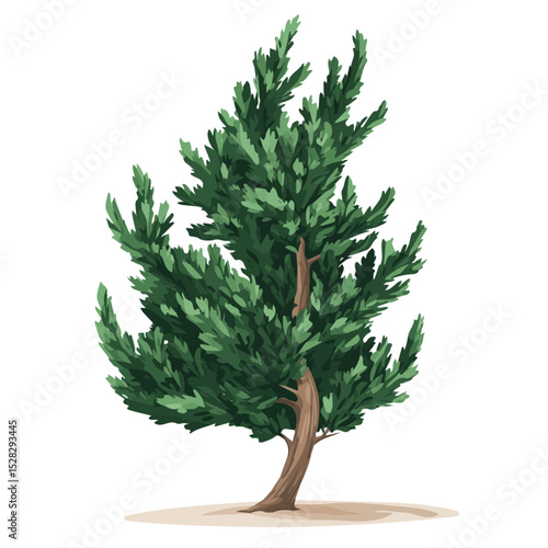 A Cypress Plant 2D flat vector illustration, isolated on a white background.