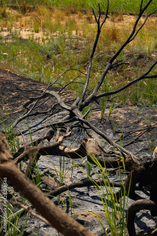 Fototapeta premium Burnt tree in dry landscape, symbol of climate change, deforestation, and environmental crisis