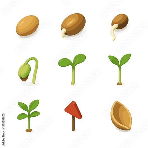 Germination Icon Set. Isometric Flat icon set of germination stages: dry seed, imbibed seed, radicle emergence, hypocotyl stage,