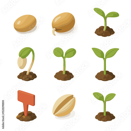 Germination Icon Set. Isometric Flat icon set of germination stages: dry seed, imbibed seed, radicle emergence, hypocotyl stage,
