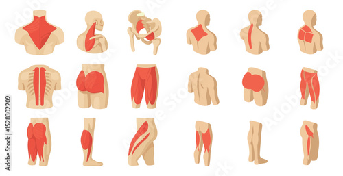 Human muscle anatomy diagrams for educational and medical use