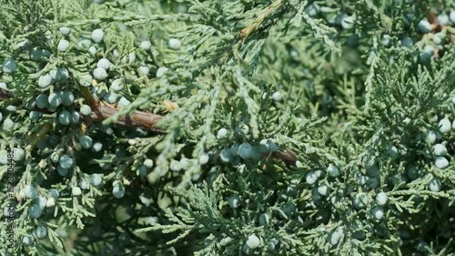Discover the beauty of juniper plants in lush greenery