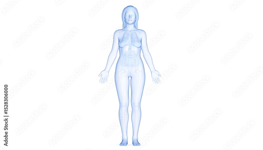 Female Anatomy with Internal Organs. Female Anatomy with Internal Organs.
