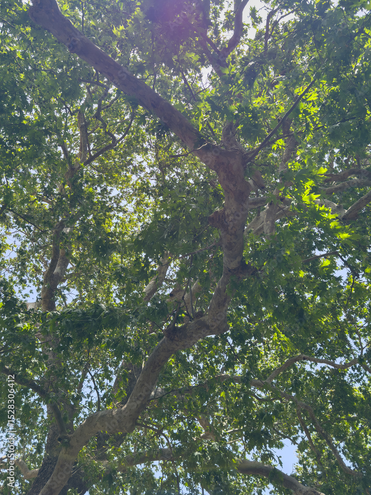 Fototapeta premium Plane tree foliage in springtime. Fresh green leaves, low angle view