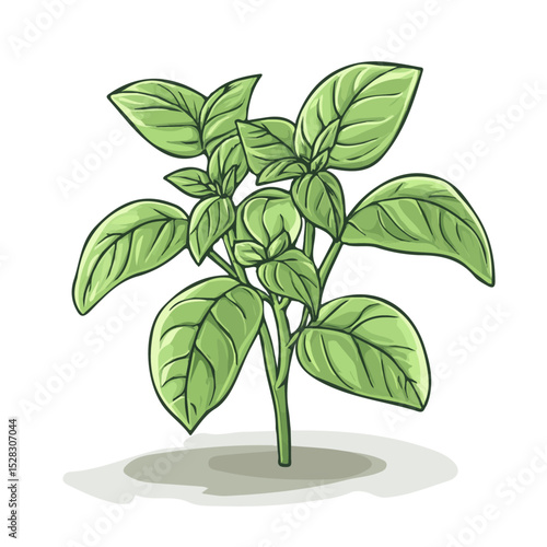 A Basil Plant 2D flat vector illustration, isolated on a white background.