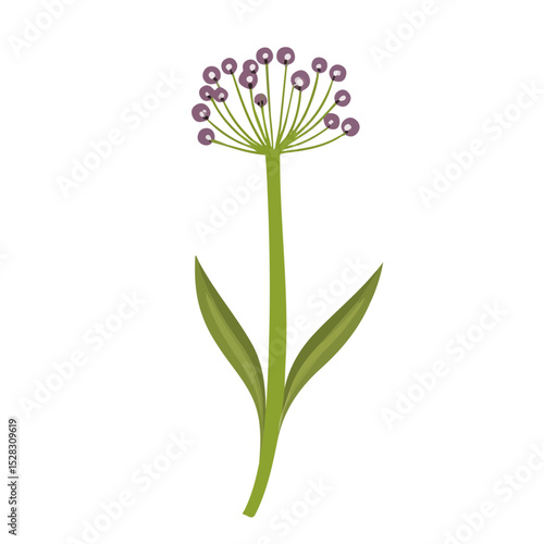 A Allium Stem illustration vector 2D flat, isolated on a white background.