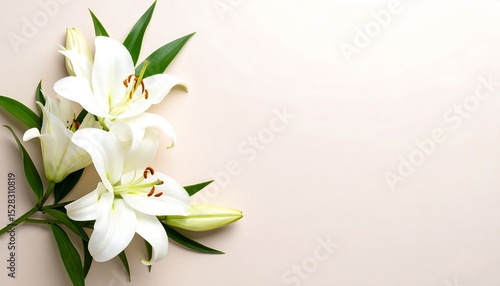 White lilies bouquet with beige background.