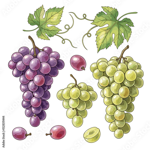 Grape Variety Collection