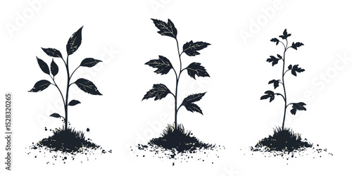 Sunlight creates shadow silhouettes of seedlings growing in soil at different stages of development