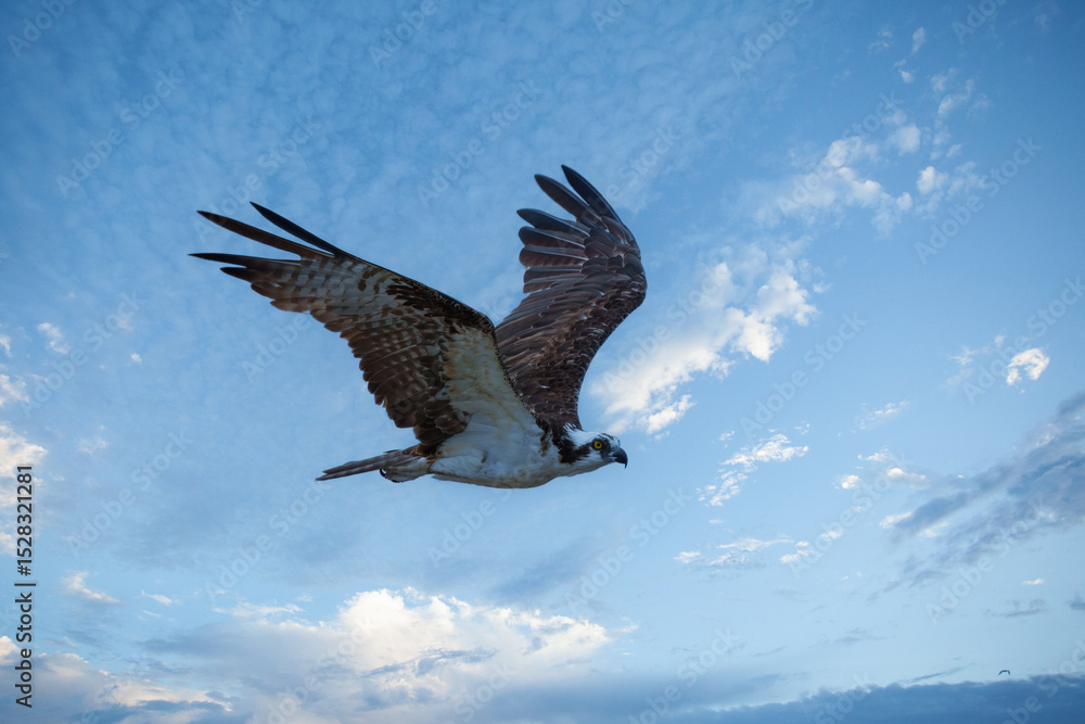 Fototapeta premium Lonely Osprey Flying in Blue Sky