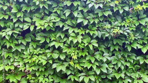 Wallpaper Mural Gentle Glide Along a Lush Green Wall of Virginia Creeper Plants Torontodigital.ca