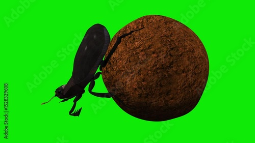 Scarab Beetle Rolling Dung Ball Loop - Side Close Up View - Green Screen - Realistic naturalistic cinematic Ultra HD 4K 3D animation isolated on chroma key background