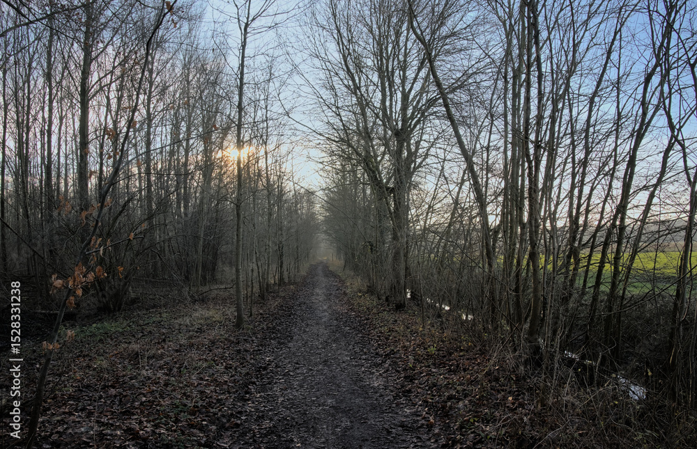 Obraz premium Low winter sun over a orest trail in Vinderhoutse bossen nature reserve, Ghent, Flanders, Belgium 