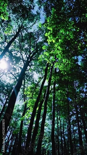 Moonlight Through Forest Canopy with Swaying Leaves at Night