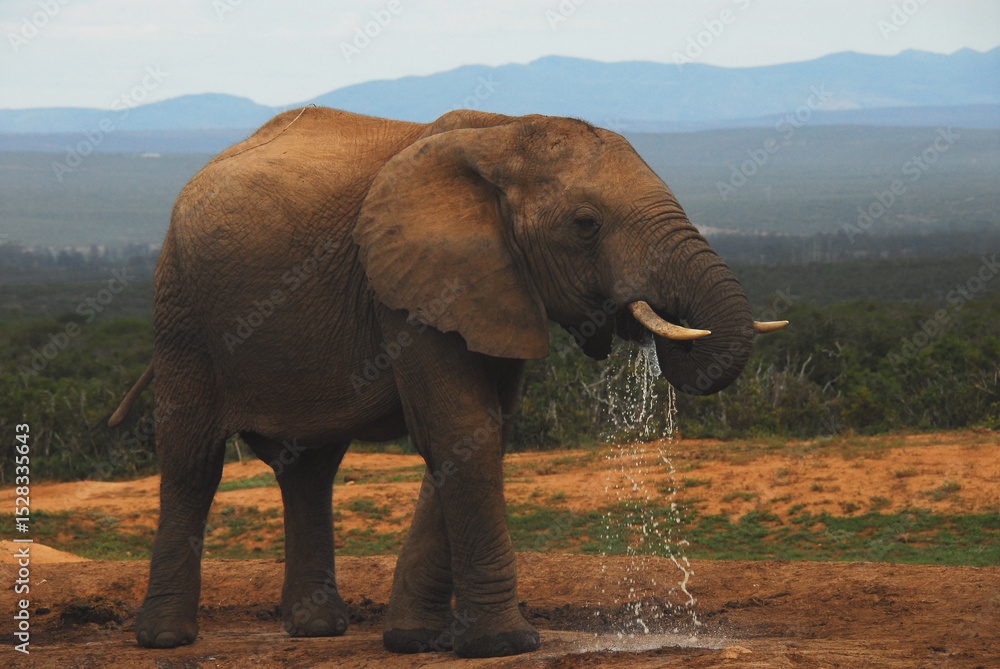 Obraz premium Africa- Close Up of a Wild Adult Elephant Drinking and Splashing Water