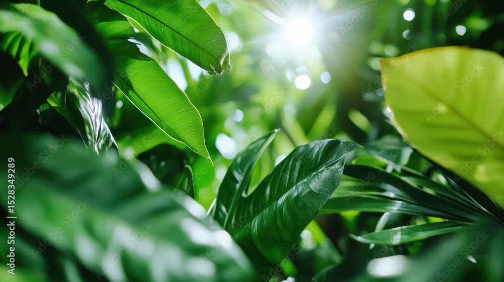Obraz premium An enchanting close-up view of rich green leaves illuminated by sunlight creates a refreshing and invigorating vibe, bringing the beauty of nature closer to our busy lives.